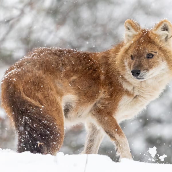 Dhole in the snow at Granby Zoo.