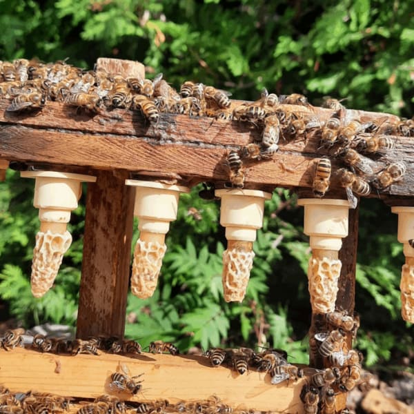 A beehive.