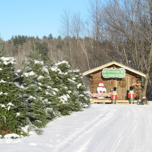 Fir trees and wooden cabin. 