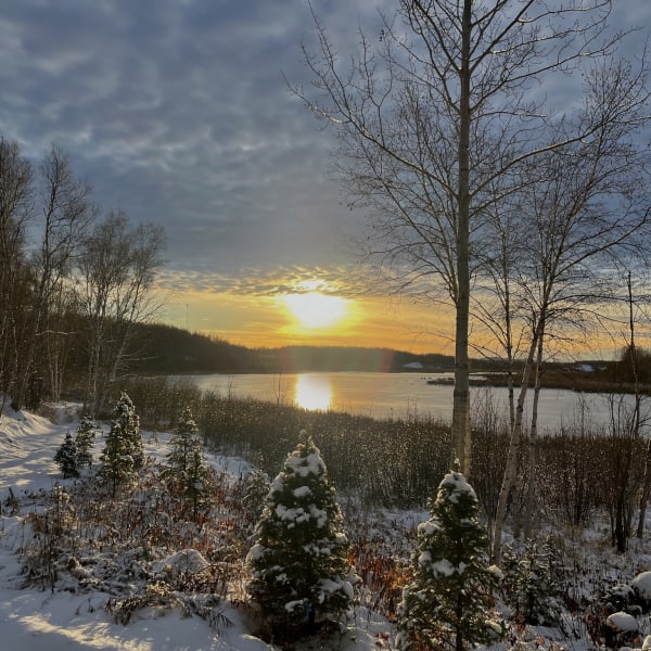 Sapins de Noël Rouyn-Noranda.