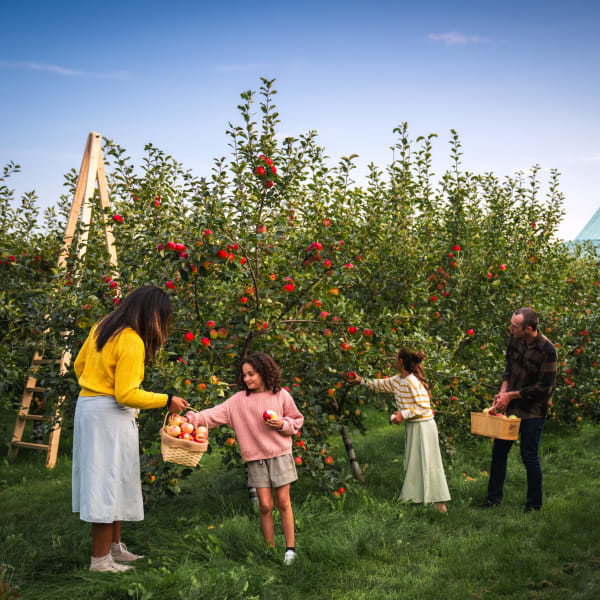A family picking apples in an orchard.