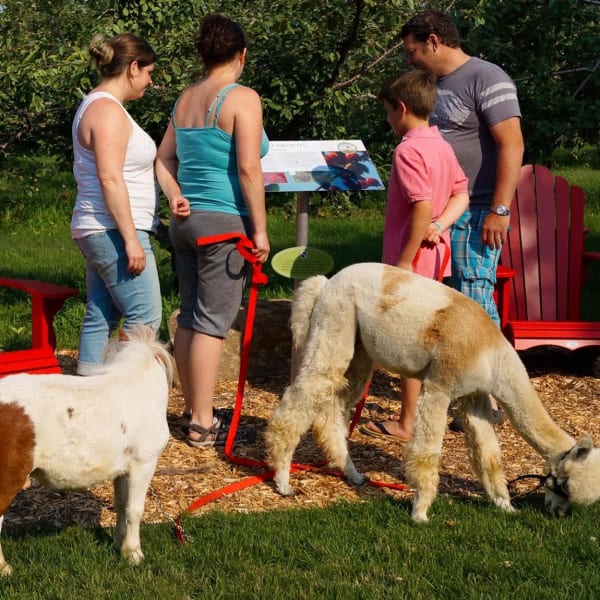 Family and alpacas in the orchard.