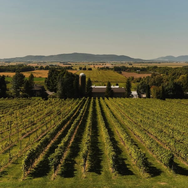 Domaine Les Petits Cailloux.