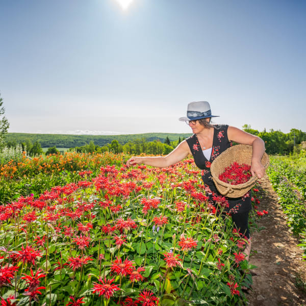 Viv-Herbes - flower fields