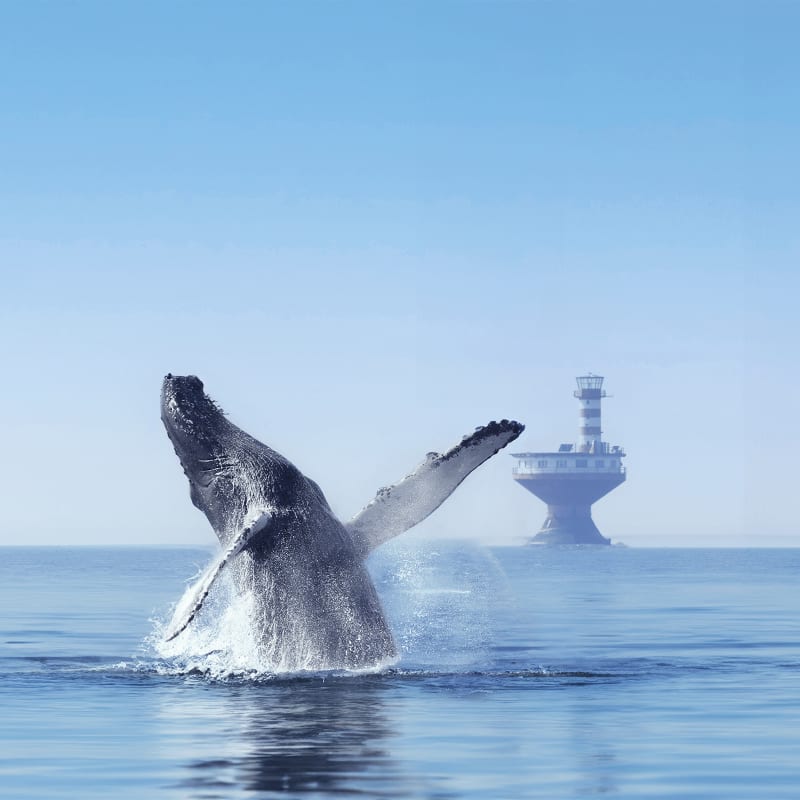 Whales and wonders trail: can’t-miss experiences along the St. Lawrence’s north shore - Whale
