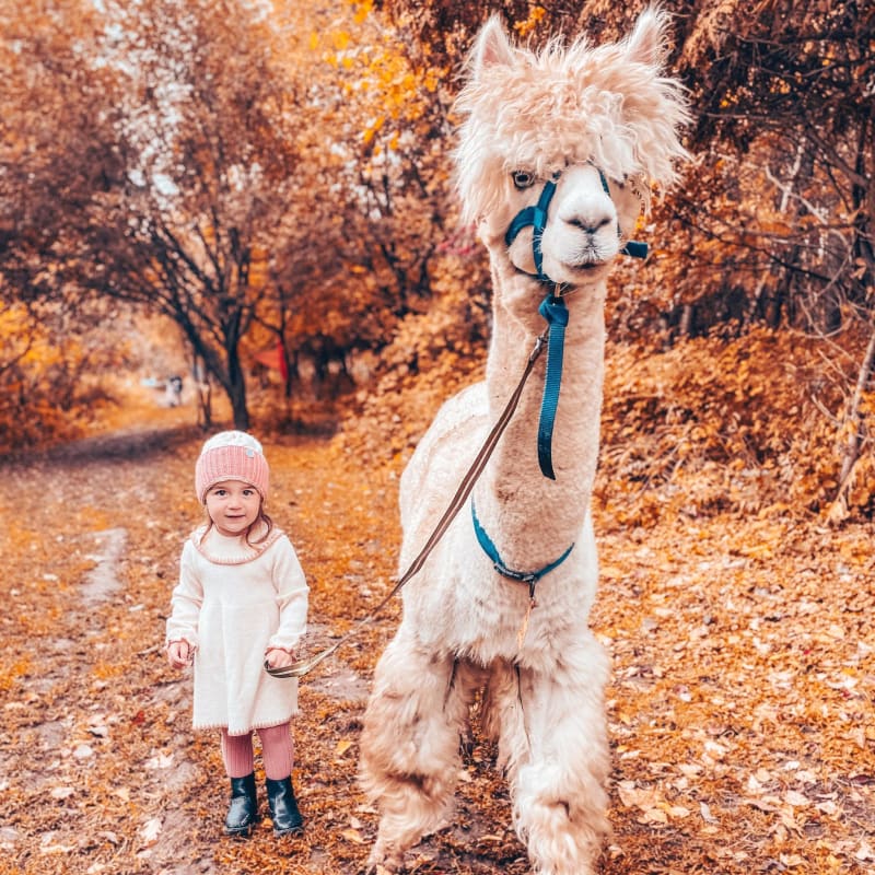 Alpagas du Domaine Poissant - Une petite fille à côté d'un alpaga, en automne
