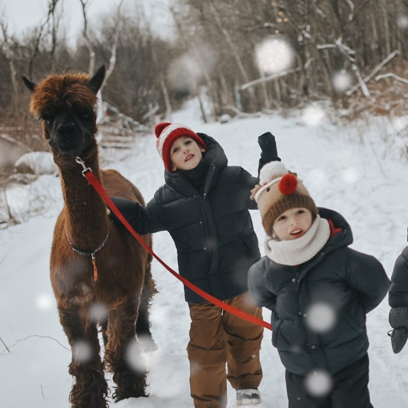 Alpagas du Domaine Poissant - Trois enfants promènent un alpaga, en hiver