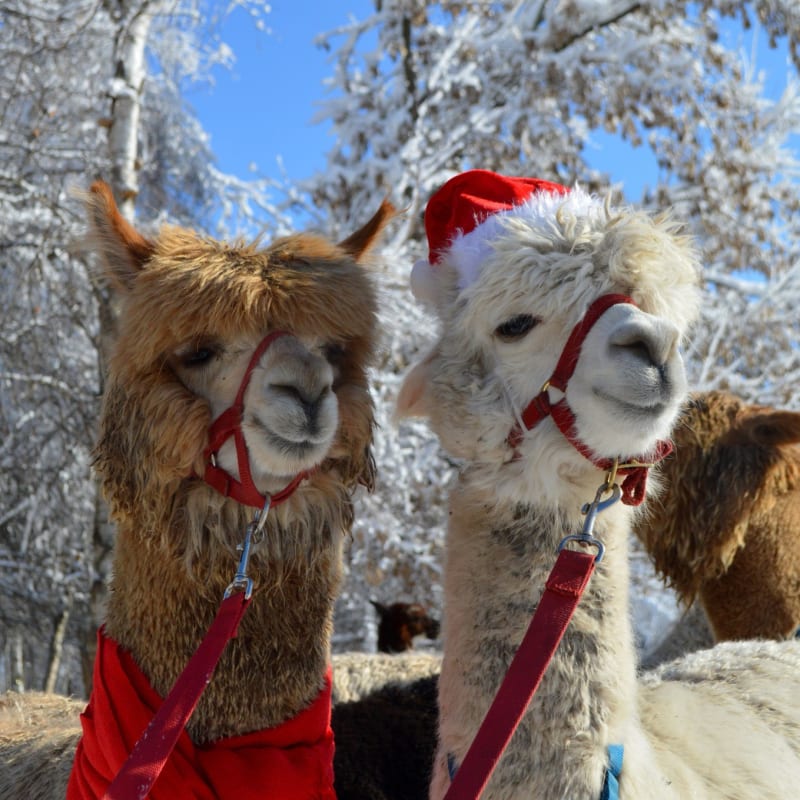 Alpagas du Domaine Poissant - Des Alpagas, dont un avec un chapeau de Père Noël, en hiver