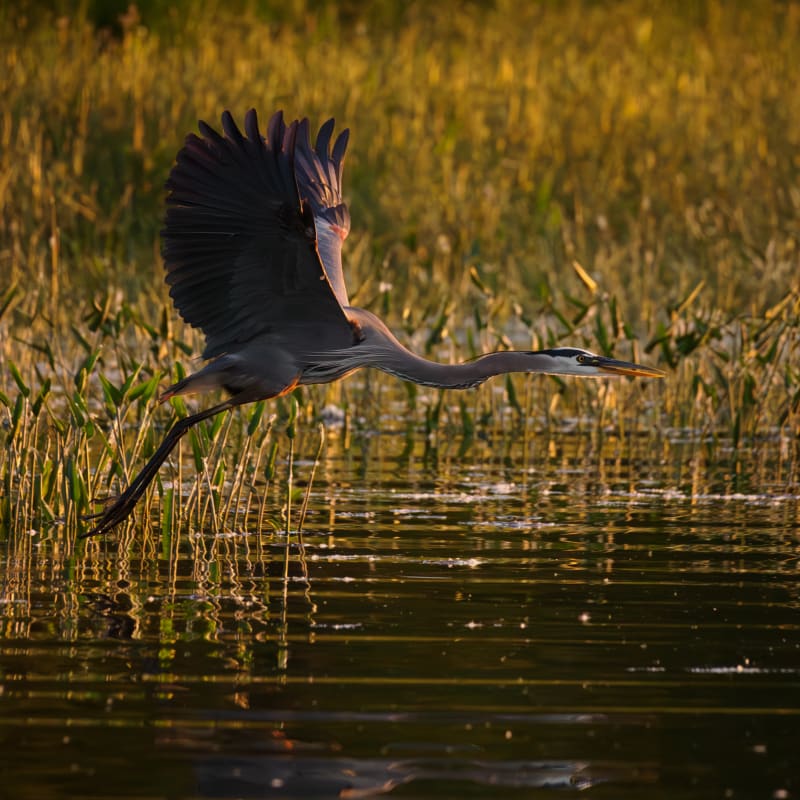 Heron sur le lac.