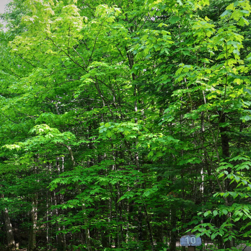 Sommet Morin Heights’ Camping and Cabins