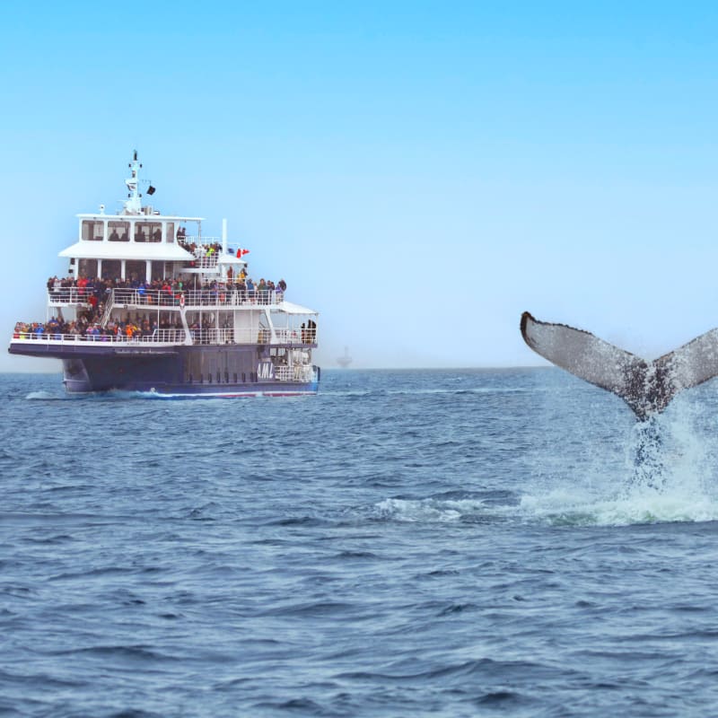 Cruise ship next to a whale's tail.