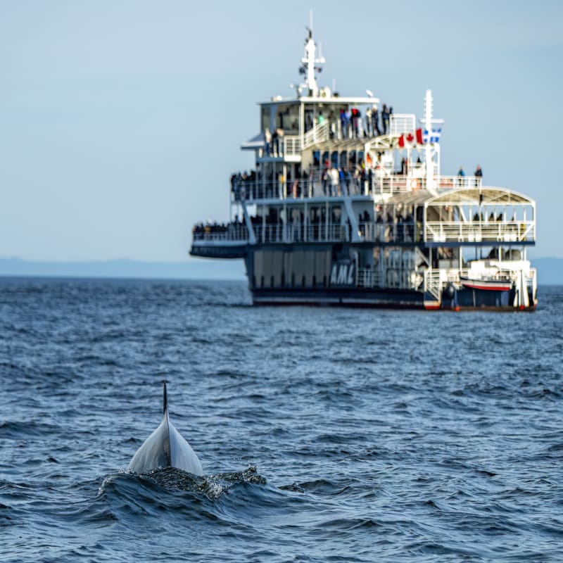 Whale watching cruise - Croisières AML