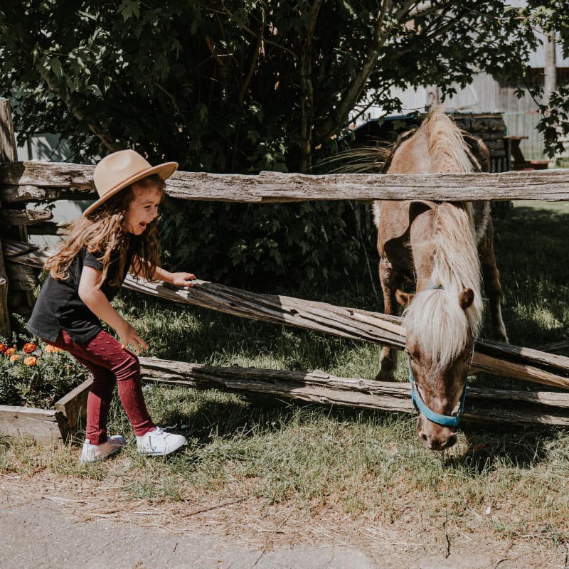 Destination Lac-Saint-Jean a little girl approaching a horse