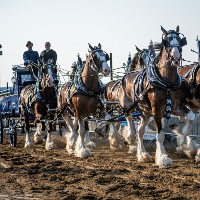 Course de chevaux à l'expo agricole Saint-Hyacinthe.