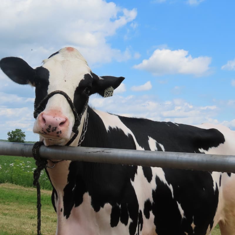 Cow in the field.
