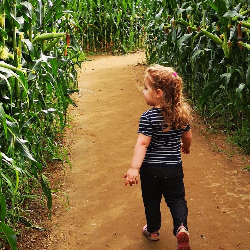 A little girl in the corn maze at Ferme Guy Rivest