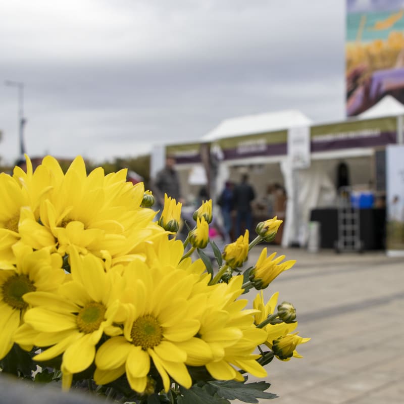 Yellow flowers in front of festival booths