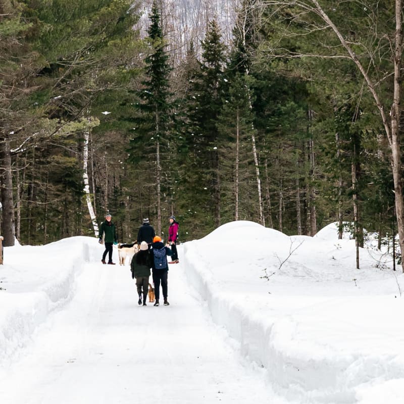 Forêt Ô Cascades