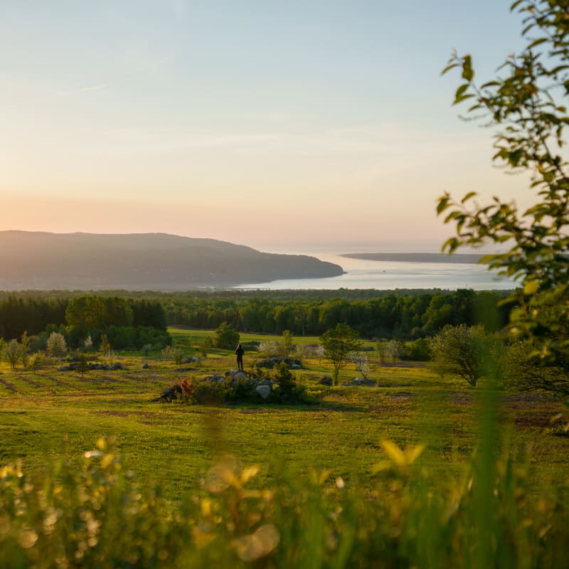Champ dans Charlevoix avec la montagne au loin