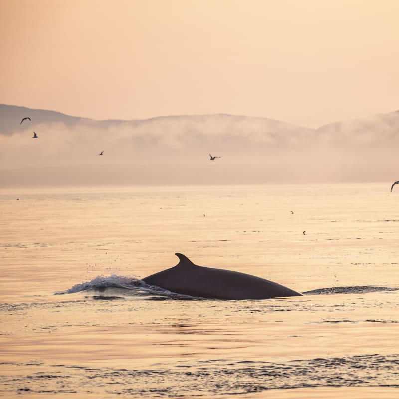 Baleine qui sort de l'eau