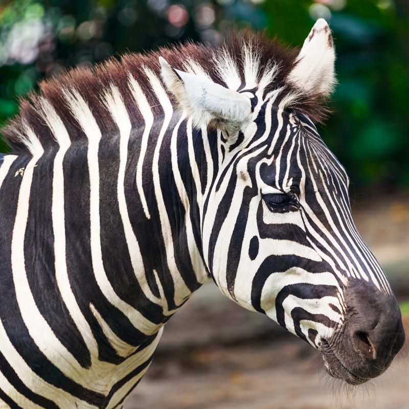 Hôtel Castel - Zoo de Granby