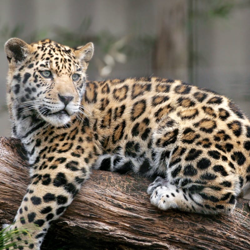 Baby leopard on a branch
