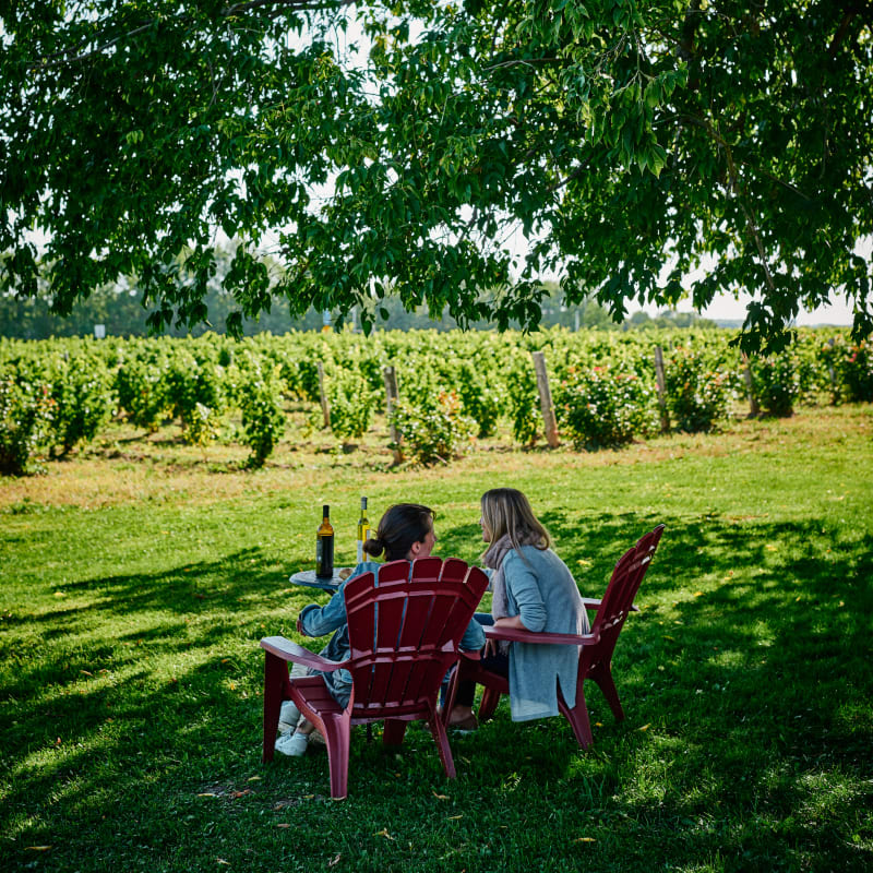 La Route des vins de Brome-Missisquoi : vineyard