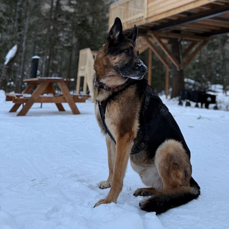 A German Shepherd dog in front of a chalet in the winter