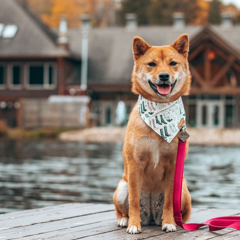 The 8 best dog-friendly hotels for summer vacations in Quebec - Auberge du Lac Taureau (Lanaudière)