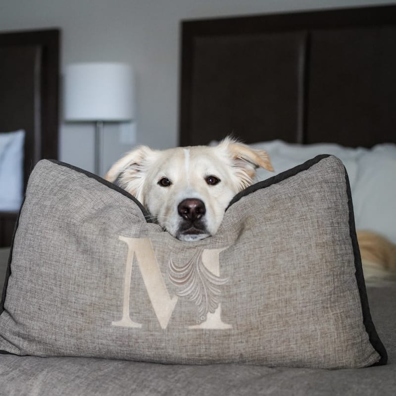The 8 best dog-friendly hotels for summer vacations in Quebec - Hôtel Montfort Nicolet (Centre-du-Québec)