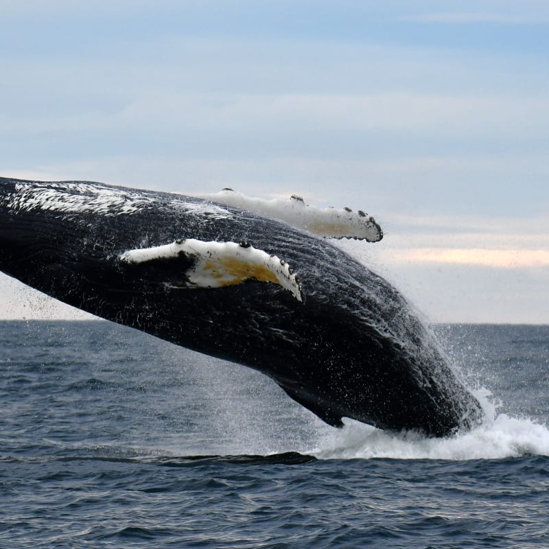 Discover Côte-Nord your way - Whale watching