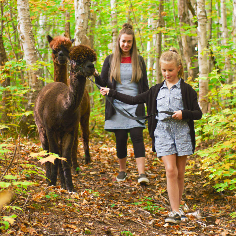 Your adventure begins in Saguenay–Lac-Saint-Jean - Hiking in the forest with alpacas