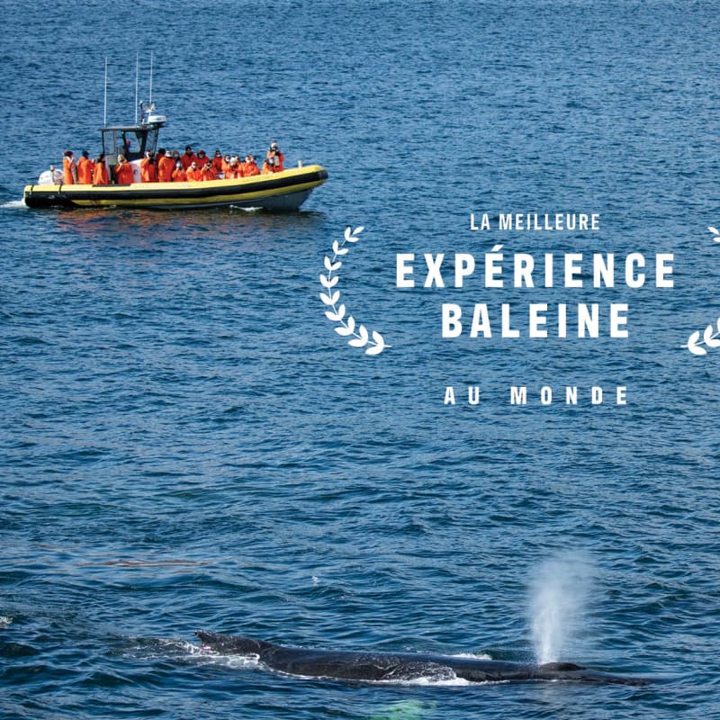 Make it an incredible fall season: go whale watching!