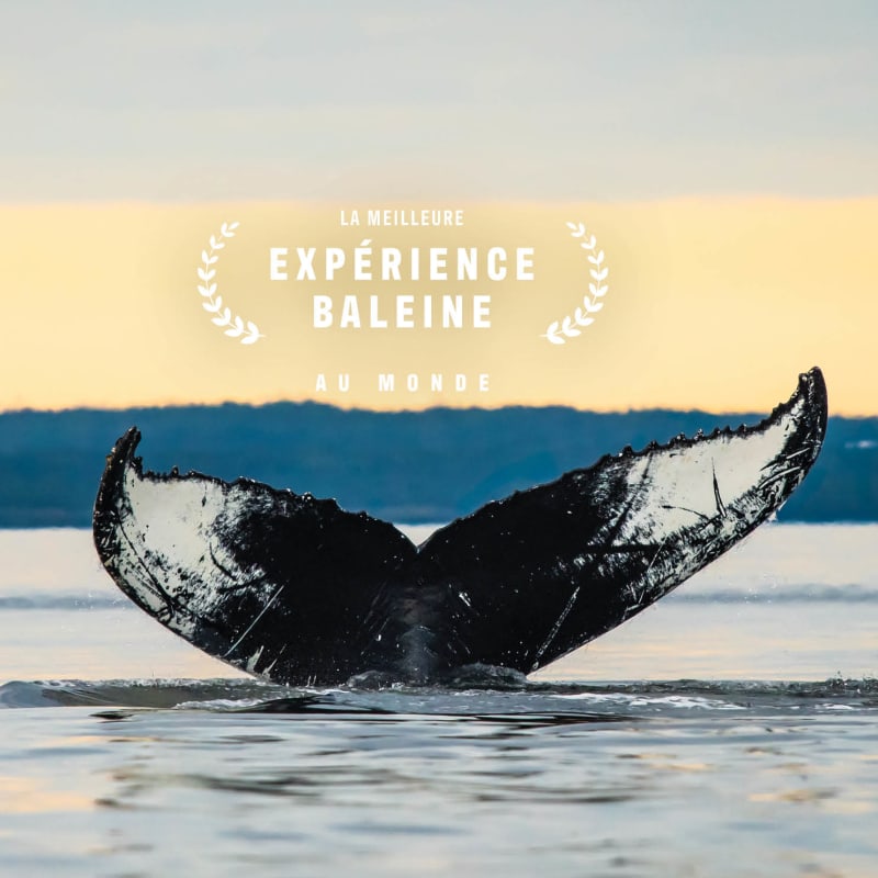 Make it an incredible fall season: go whale watching!