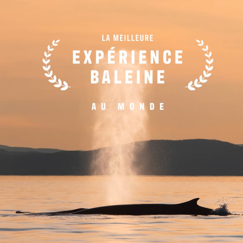 Make it an incredible fall season: go whale watching!