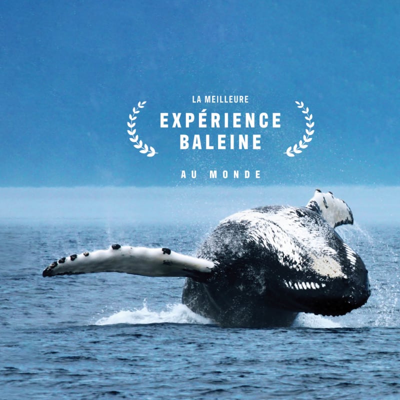 Make it an incredible fall season: go whale watching!
