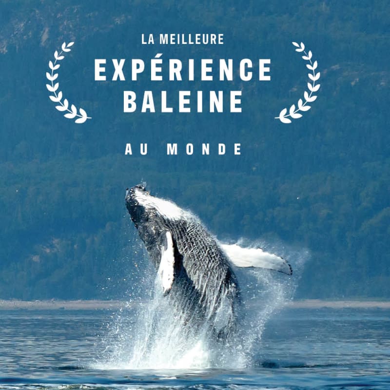 Make it an incredible fall season: go whale watching!