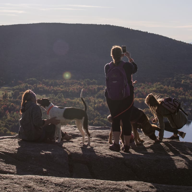 Discover dog-friendly parks in Quebec!