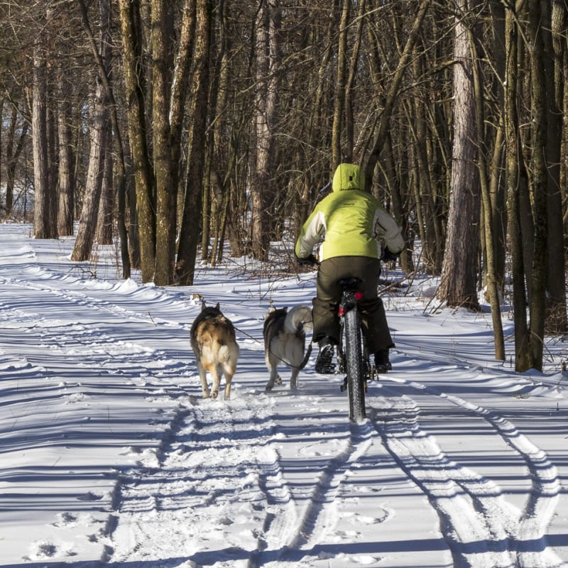 Go fatbiking with your dog!