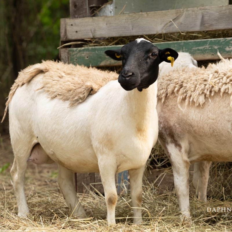 Sheep at the Ulverton Wool Mill