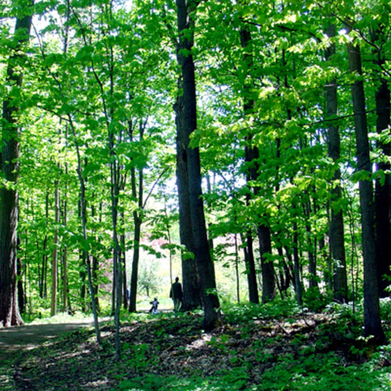arboretum_morgan_1