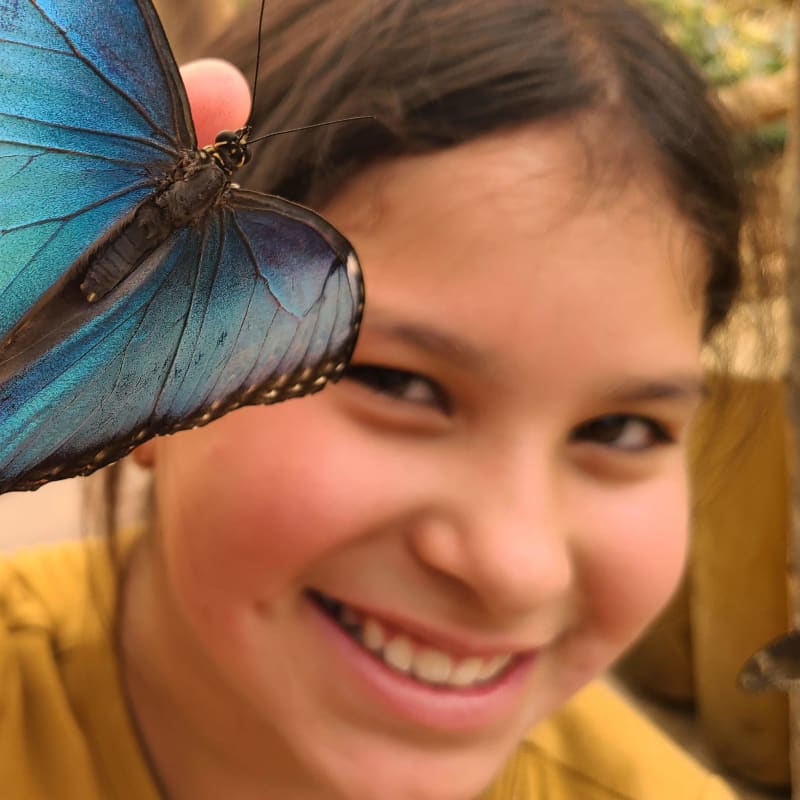 attraction_bfly_quebec_1