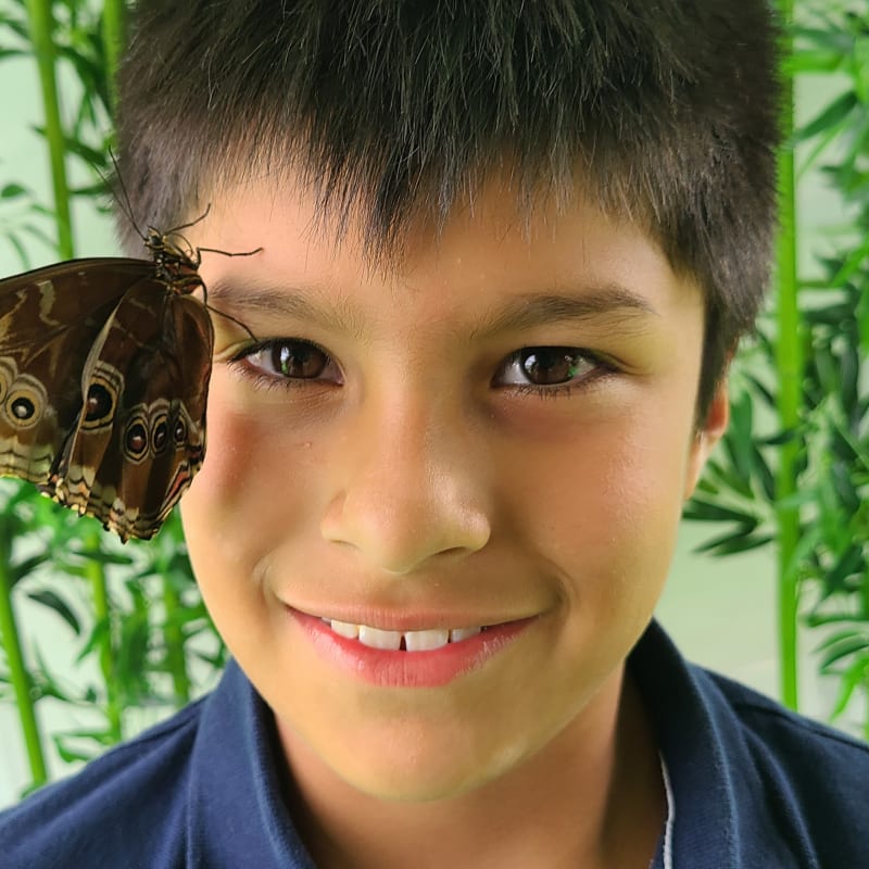 attraction_bfly_quebec_2