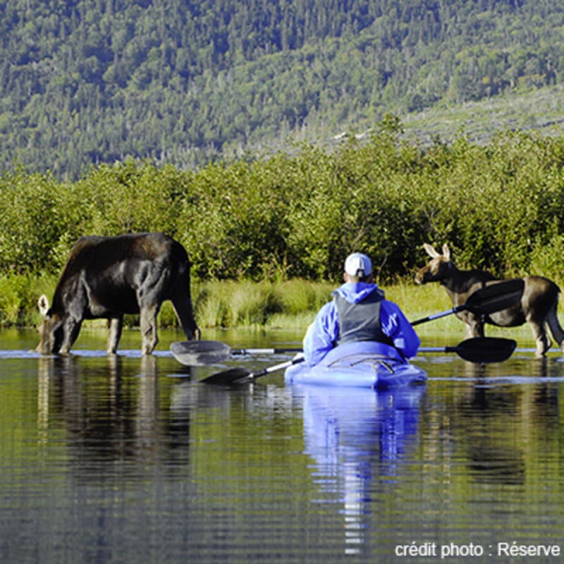 camping_de_la_reserve_faunique_de_matane_2