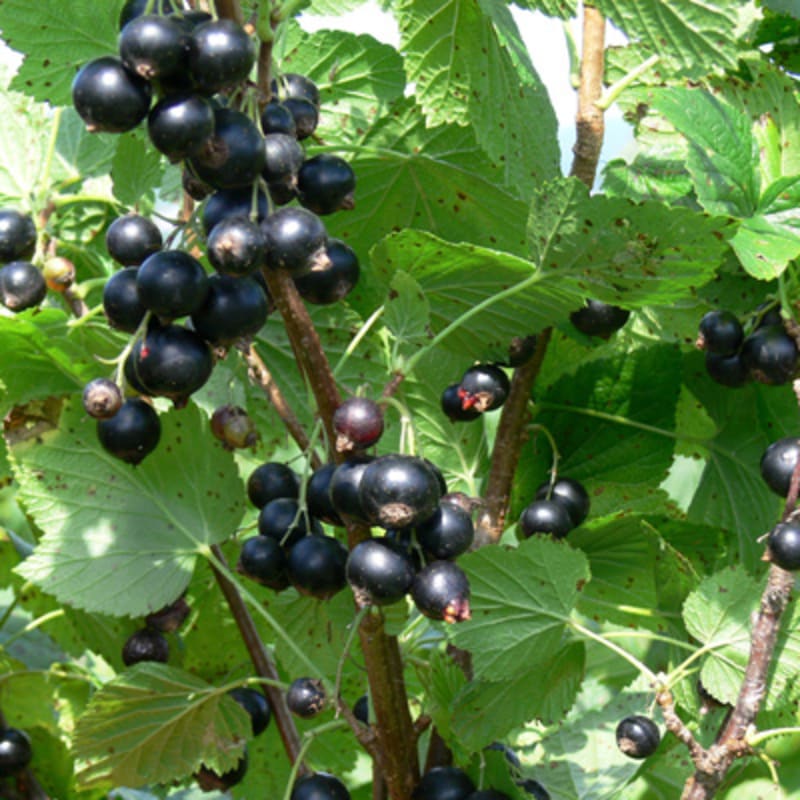 cassis_monna_et_filles___economusee_de_la_liquoristerie_2