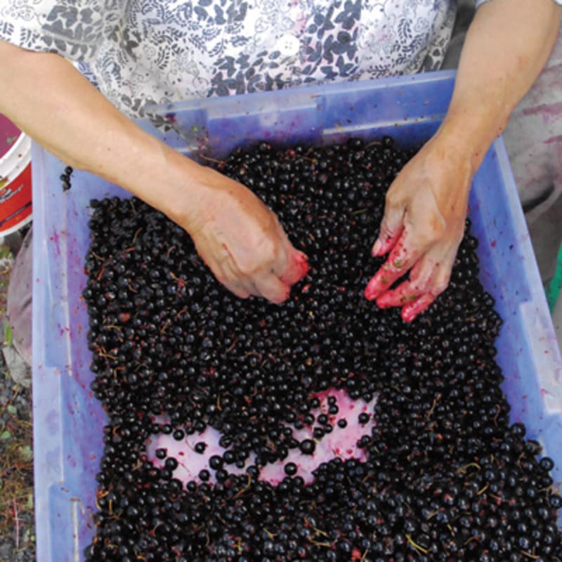 cassis_monna_et_filles___economusee_de_la_liquoristerie_3