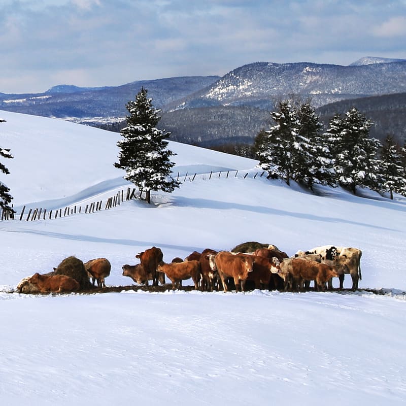 charlevoix_charme_moi___secteur_de_larriere_pays_2_h
