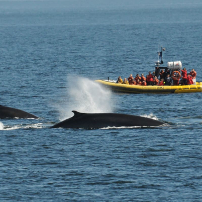 croisieres_aml_tadoussac_11