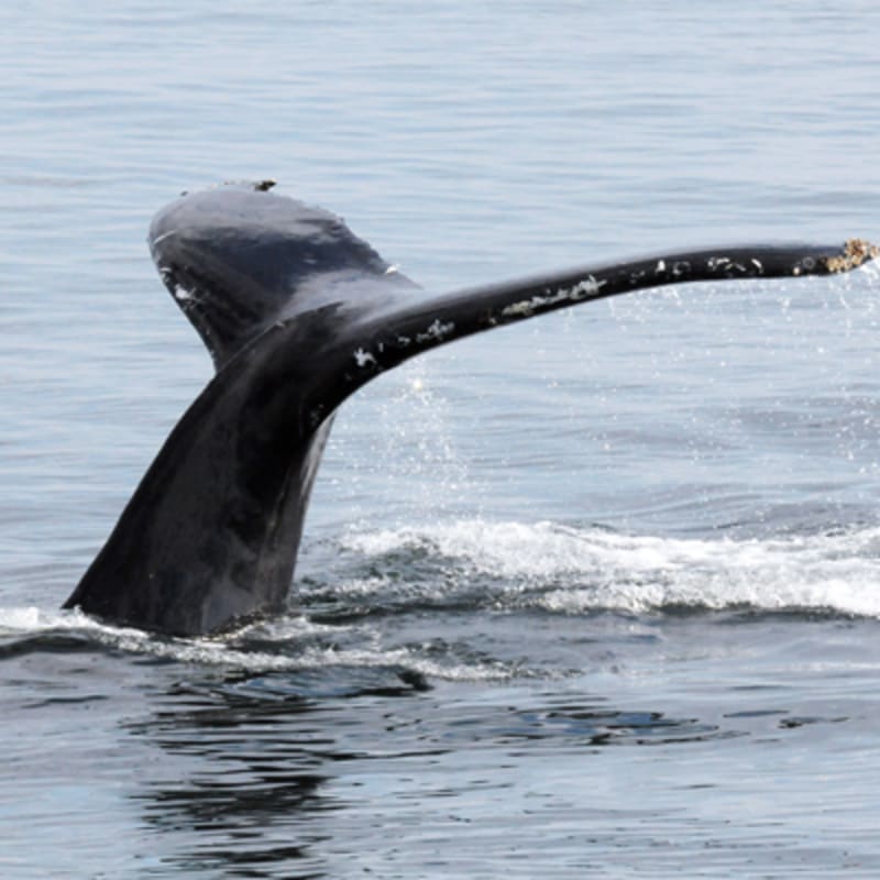 croisieres_aml_tadoussac_13
