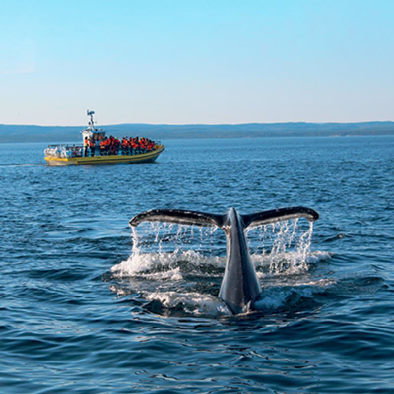 croisieres_aml_tadoussac_15